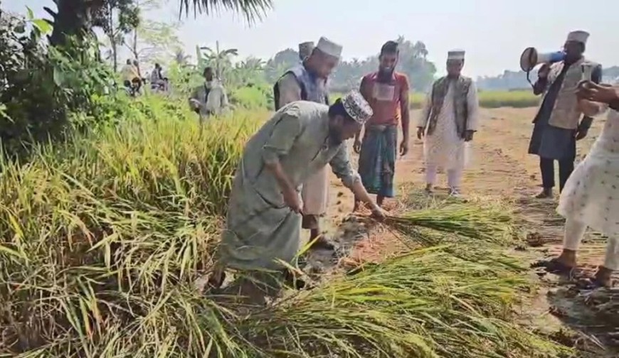 ভোট চাইতে গিয়ে কৃষকের ধান কেটে দিলেন...মুফতি আমির হামজা